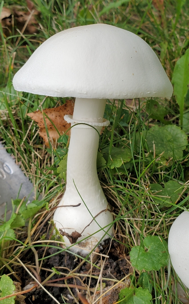 White Dapperling · September 2026 · photo: Photo: (c) earl woolsey, some rights reserved (CC BY) · iNaturalist