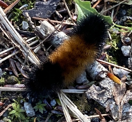 Isabella Tiger Moth