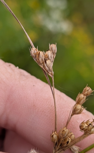 Slender Path Rush