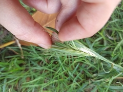 Hordeum murinum