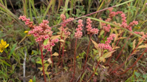 ditch stonecrop