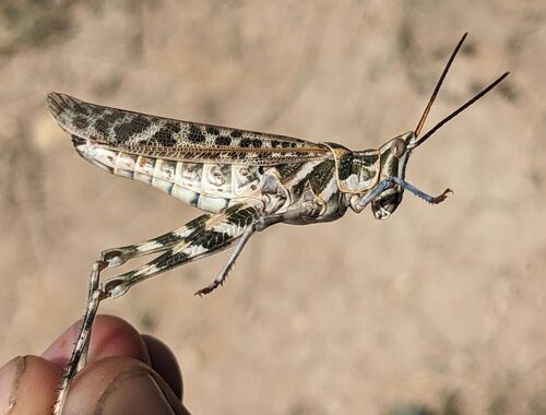 Texas Point-head Grasshopper