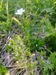 Cerastium pauciflorum