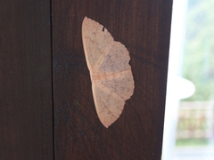 Cosymbiini
