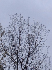 Pheucticus ludovicianus