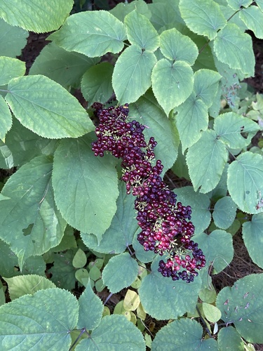 American spikenard