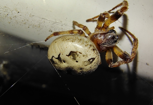Furrow Orbweaver