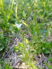 Cerastium pauciflorum