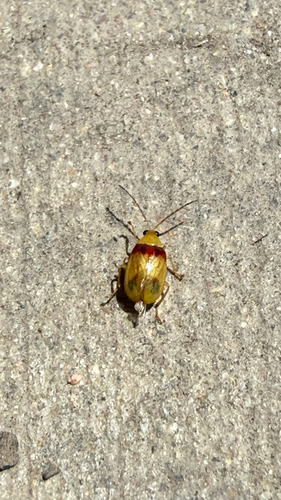 Red-shouldered Leaf Beetle