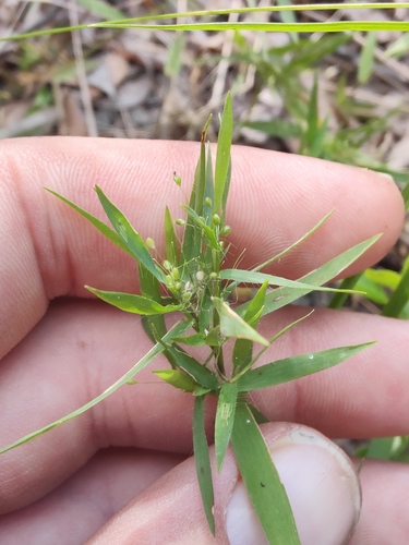 Dichanthelium acuminatum