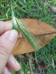 Hordeum murinum