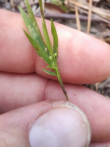 Dichanthelium acuminatum, photograph 2