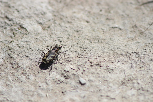 Kirby's Oblique-lined Tiger Beetle