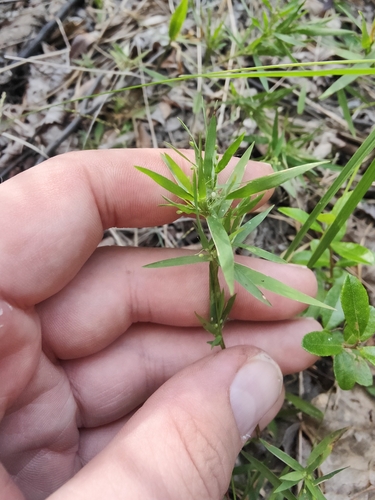 Dichanthelium acuminatum, photograph 3