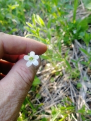Cerastium pauciflorum