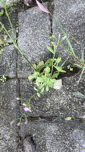 Cyanthillium cinereum, photograph 5