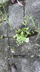 Cyanthillium cinereum, photograph (c) 胡正恆(Jackson Hu), some rights reserved (CC BY)