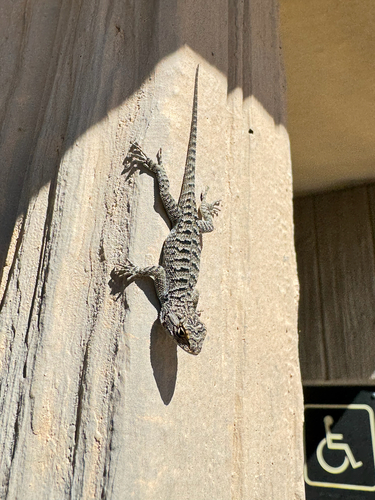 iNaturalist observation photo of Western Fence Lizard
