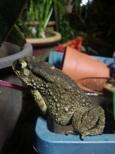 Asian Common Toad