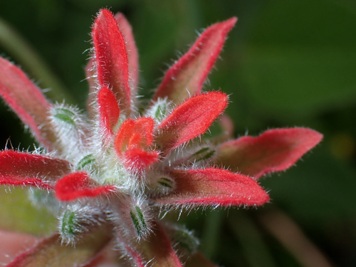 Castilleja arvensis observed 2026-09-12