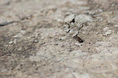 Twelve-spotted Tiger Beetle
