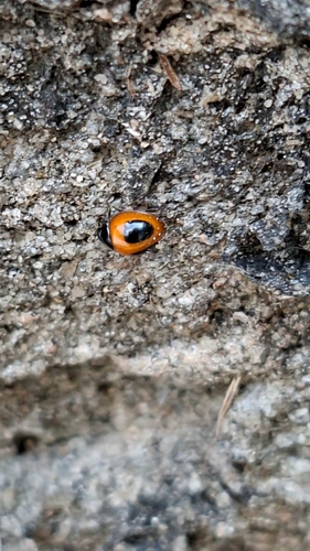 Zagreus bimaculosus
