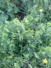 Vicia sepium