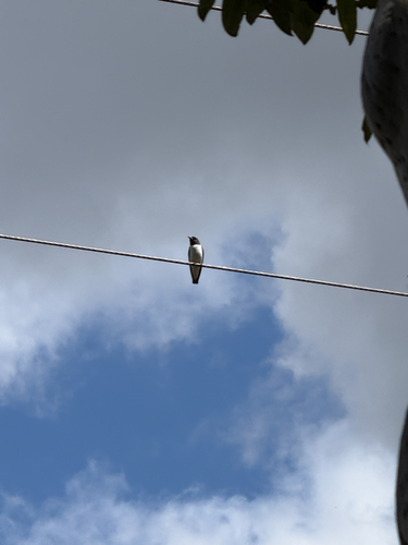White-breasted Woodswallow