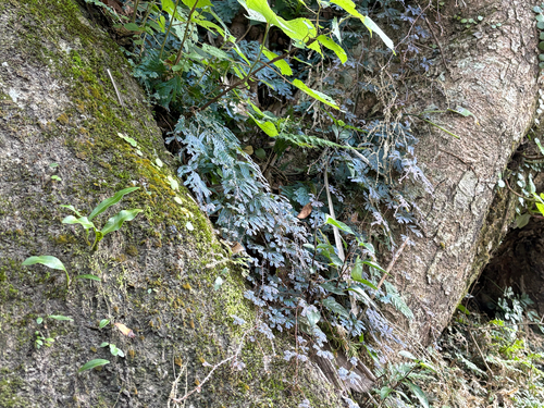 Selaginella uncinata