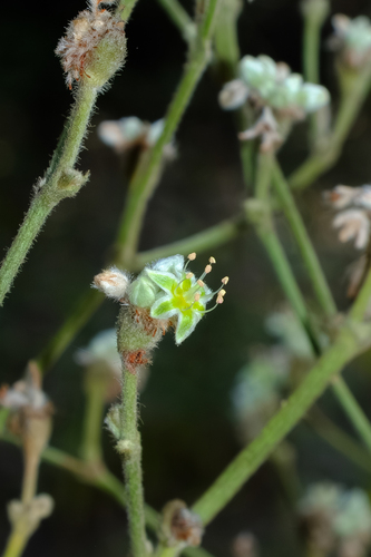 Eriogonum longifolium, photograph 6