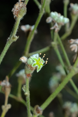 Eriogonum longifolium, photograph (c) Nathan Aaron, some rights reserved (CC BY)