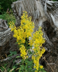 Solidago virgaurea