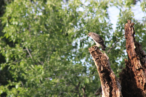 Broad-winged Hawk