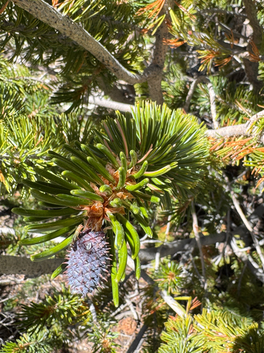iNaturalist observation photo of Great Basin bristlecone pine