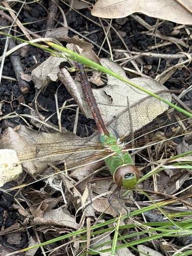 Common Green Darner