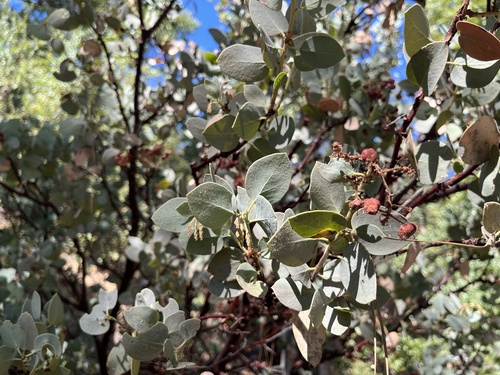 Whiteleaf Manzanita