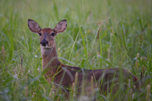 White-tailed Deer