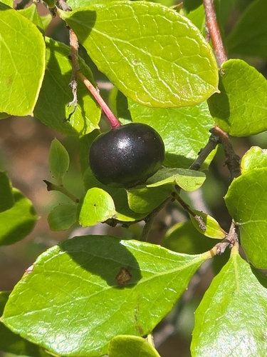 Vaccinium arboreum, photograph 6