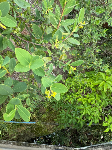 Wikstroemia indica