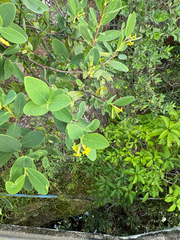 Wikstroemia indica