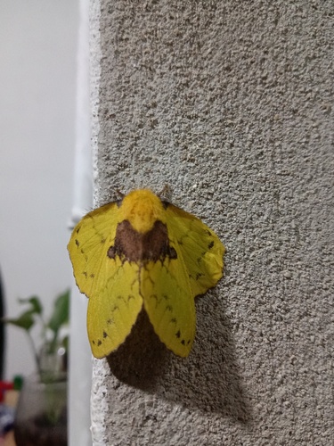 Rose Myrtle Lappet Moth