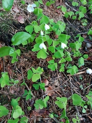 Oxalis acetosella