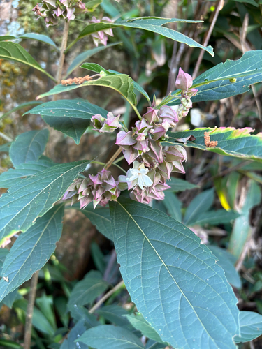 Clerodendrum fortunatum