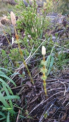 Equisetum sylvaticum