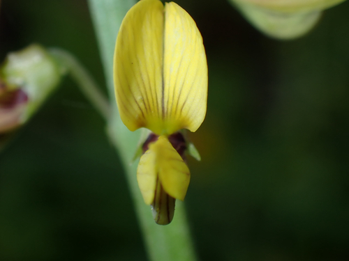 Crotalaria observed 2026-09-12