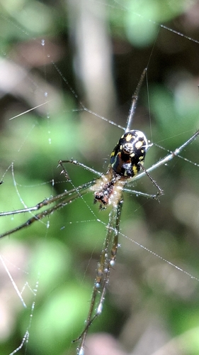 Leucauge argyra