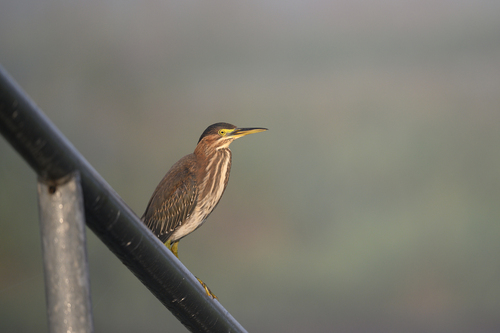 Green Heron