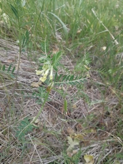 Vicia ciliatula