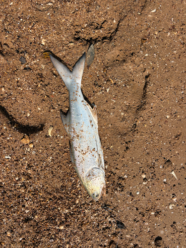 Fourfinger Threadfin