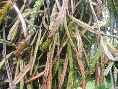 Lepismium cruciforme